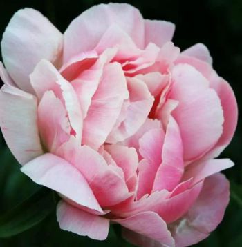 Пион Гермаине Бигот (Paeonia Germaine Bigot)
