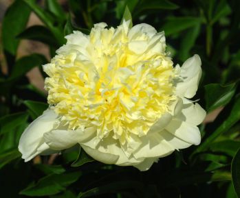 Пион Голдилокс (Paeonia Goldilocks)