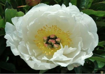 Пион Лав Аффер (Paeonia itoh Love Affair)