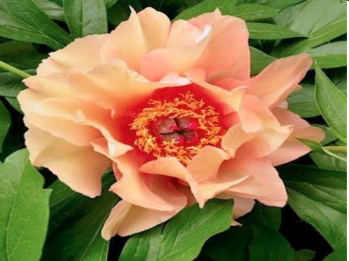 Пион Олд Роуз Денди (Paeonia itoh Old Rose Dandy)