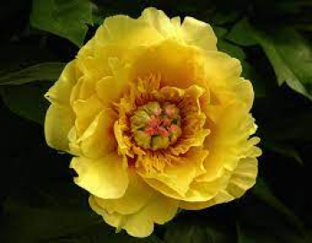Пион Сикуэстед Саншайн (Paeonia itoh Sequestered Sunshine)