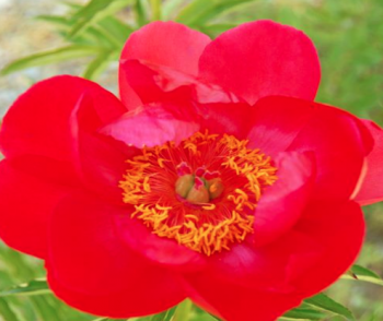 Пион Джойс Эллен (Paeonia Joyce Ellen)