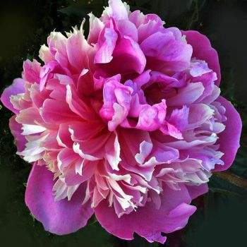 Пион Келвейс Лавли (Paeonia Kelway's Lovely)