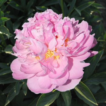 Пион Ла Донна (Paeonia La Donna)