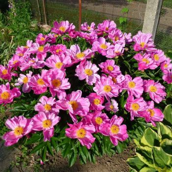 Пион Литл Медицин Мэн (Paeonia Little Medicineman)