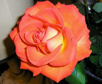 Роза Золотая осень (Zolotaja osen)