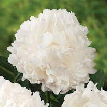 Пион Мадам Клод Тэн (Paeonia Mme Claude Tain)