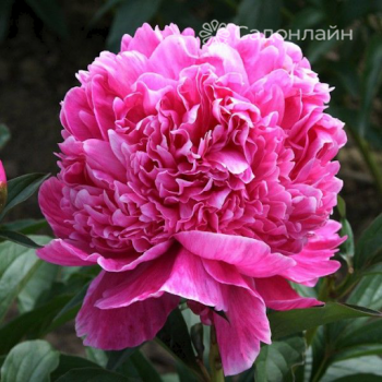 Пион Мадам Эмили Дебатен (Paeonia Madame Emile Debatene / Mme Emile Débatène)