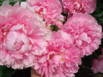 Пион Марта Буллок ( Paeonia Martha Bulloch)