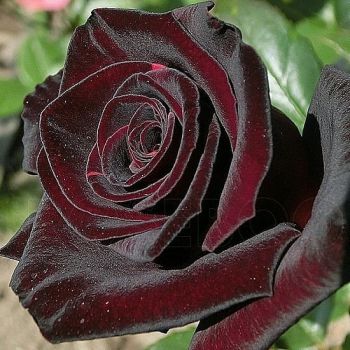 Роза Блек Баккара (Rose Black Baccara)