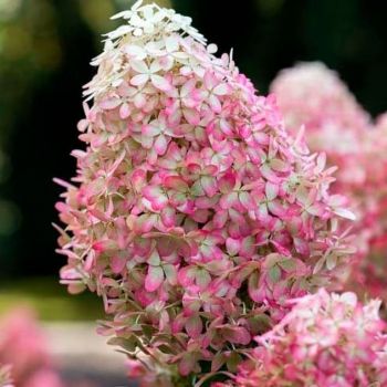Гортензия метельчатая Роял Флауэ (Hydrangea paniculata Royal Flower)