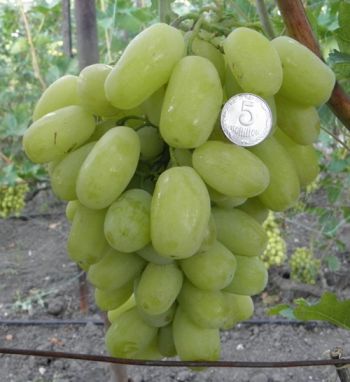 Виноград Сицилия