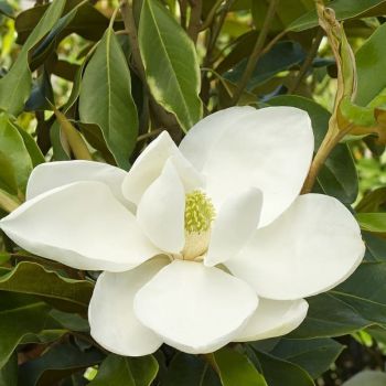 Magnolia grandiflora (Магнолия крупноцветковая, грандифлора )