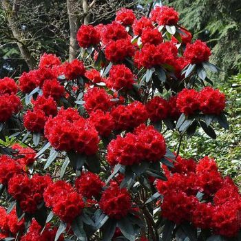 Рододендрон Ред Джек (Rhododendron Red Jack)