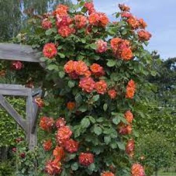 Вестерленд (Westerland) плетистая роза