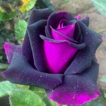 Роза Пурпул (Purple rose)