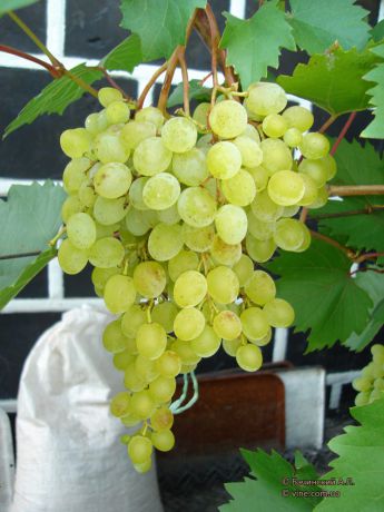 Виноград Русбол