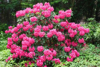 Рододендрон Розеум Элеганс (Rhododendron Roseum Elegans)