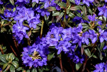 Рододендрон Блю Барон (Rhododendron Blue Baron)