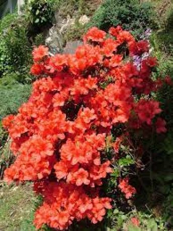 Рододендрон Оранж Элеганс (Rhododendron Orange Elegans)