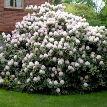 Рододендрон Каннингемс Уайт (Rhododendron Cunningham's White)