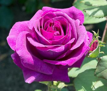 Роза Парфюм де Рев (Rose hybrid tea Parfum de Reve)