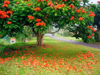 Тюльпановое дерево (Лириодендрон)