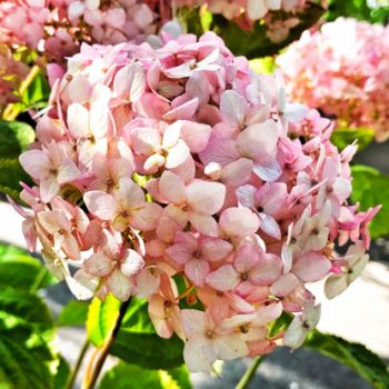 Гортензия древовидная Кандибель Маршмеллоу (Hydrangea arborescens Candybelle Marshmallow)