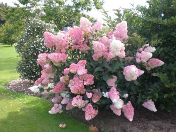 Гортензия метельчатая Пинки Промис (Hydrangea paniculata Pinky Promise)