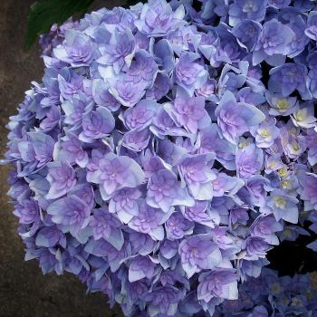 Гортензия крупнолистная Ю энд Ми Тугезе Блю (Hydrangea macrophylla You & Me Together Blue)