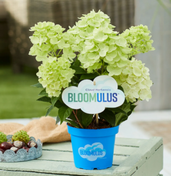Гортензия метельчатая Bloomulus Stratus (Стратус)