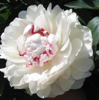 Пион Памяти Гагарина (Paeonia Pamyati Gagarina)