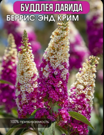 Буддлея Давида Беррис энд Крим