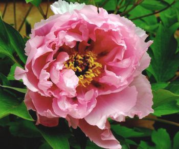 Пион древовидный Розовый лотос (Paeonia Suffruticosa Rou fu rong)