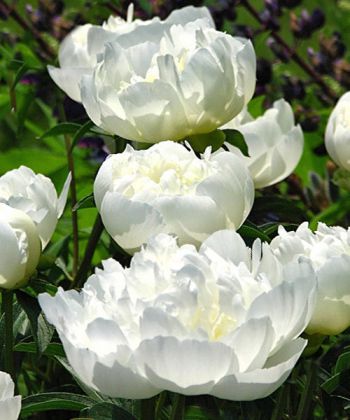 Пион древовидный Белый Кристалл (Paeonia Suffruticosa Shui jing bai)