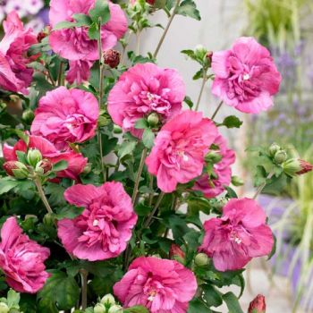 Гибискус Дюк де Брабант (Hibiscus Duc de Brabant)
