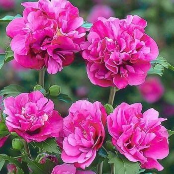 Гибискус Дюк де Брабант (Hibiscus Duc de Brabant)