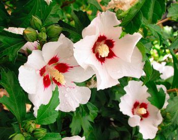 Гибискус Специозус (Hibiscus Speciosus)