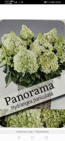 Гортензия метельчатая Панорама (Hydrangea paniculata Panorama)