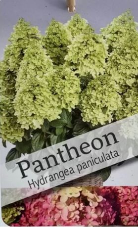 Гортензия метельчатая Пантеон (Hydrangea paniculata Pantheon)