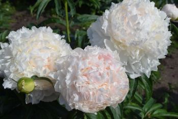 Пион Бразер Чак (Paeonia Brother Chuck)