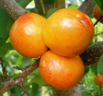 Априум (гибрид абрикоса и сливы)