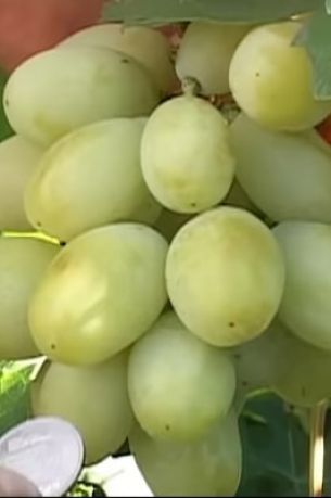 Виноград Взлётная полоса