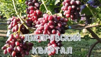Виноград Днепровский квартал
