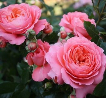 Роза Пинк Абунданс (Rose Pink Abundance)
