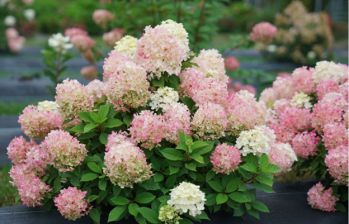 Гортензия метельчатая Файер Лайт Тидбит (Hydrangea paniculata Fire Light Tidbit)