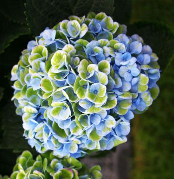 Гортензия крупнолистная Мэджикал Революшен Блю (Hydrangea macrophylla Magical Revolution blue)