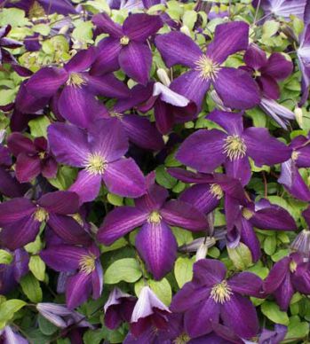 Клематис Жакмана Пурпуреа (Jackmanii Purpurea)
