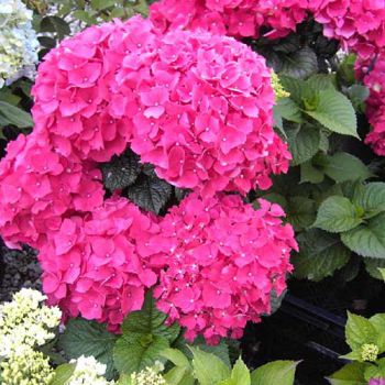 Гортензия крупнолистная Со Лонг Рози (Hydrangea macrophylla So Long Rosy)