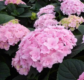 Гортензия крупнолистная Флорентина Пинк (Hydrangea macrophylla Florentina Pink)